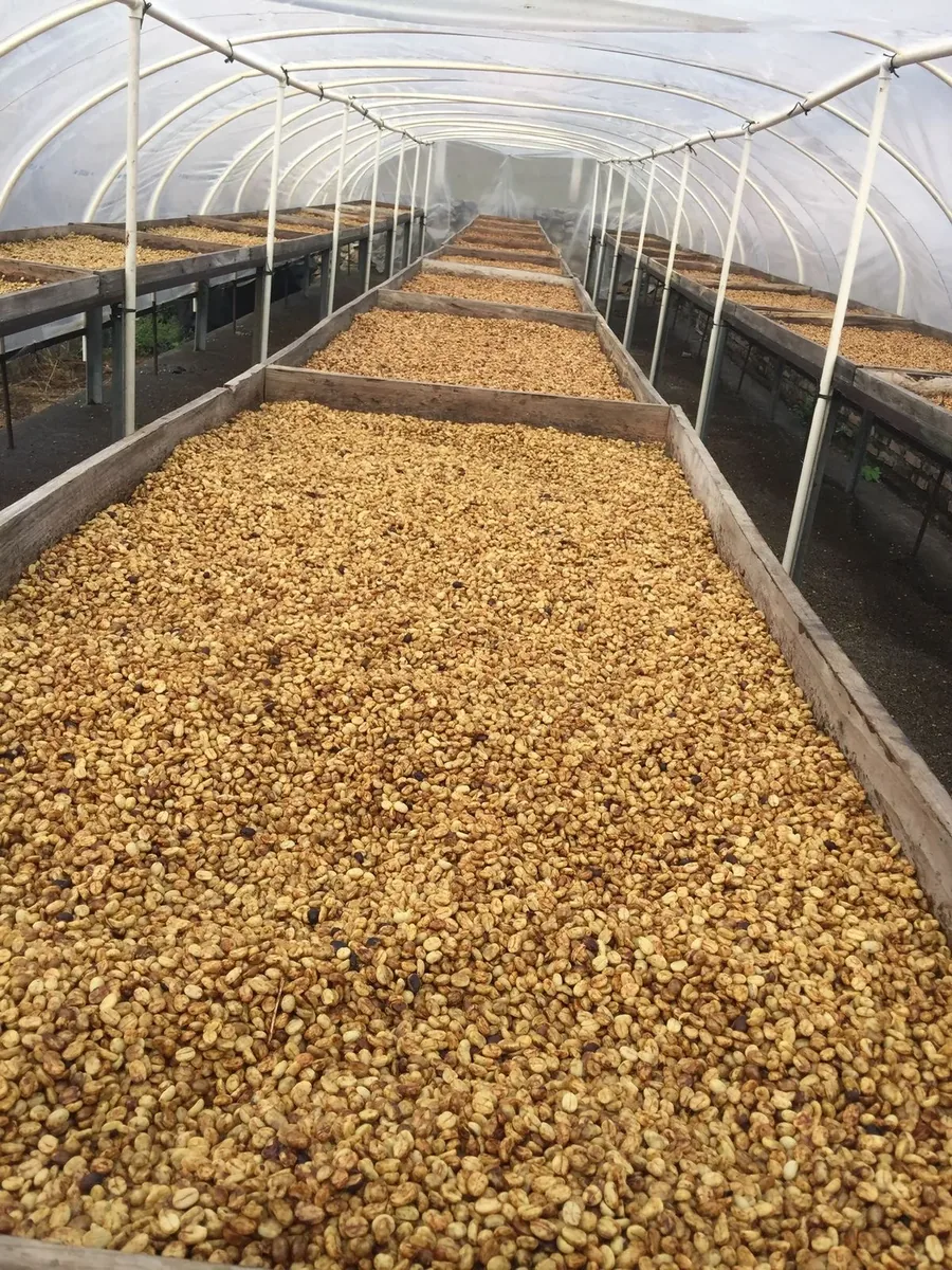 Honey Gesha drying beds at Café Belén Gualcho, Belén Gualcho Honduras