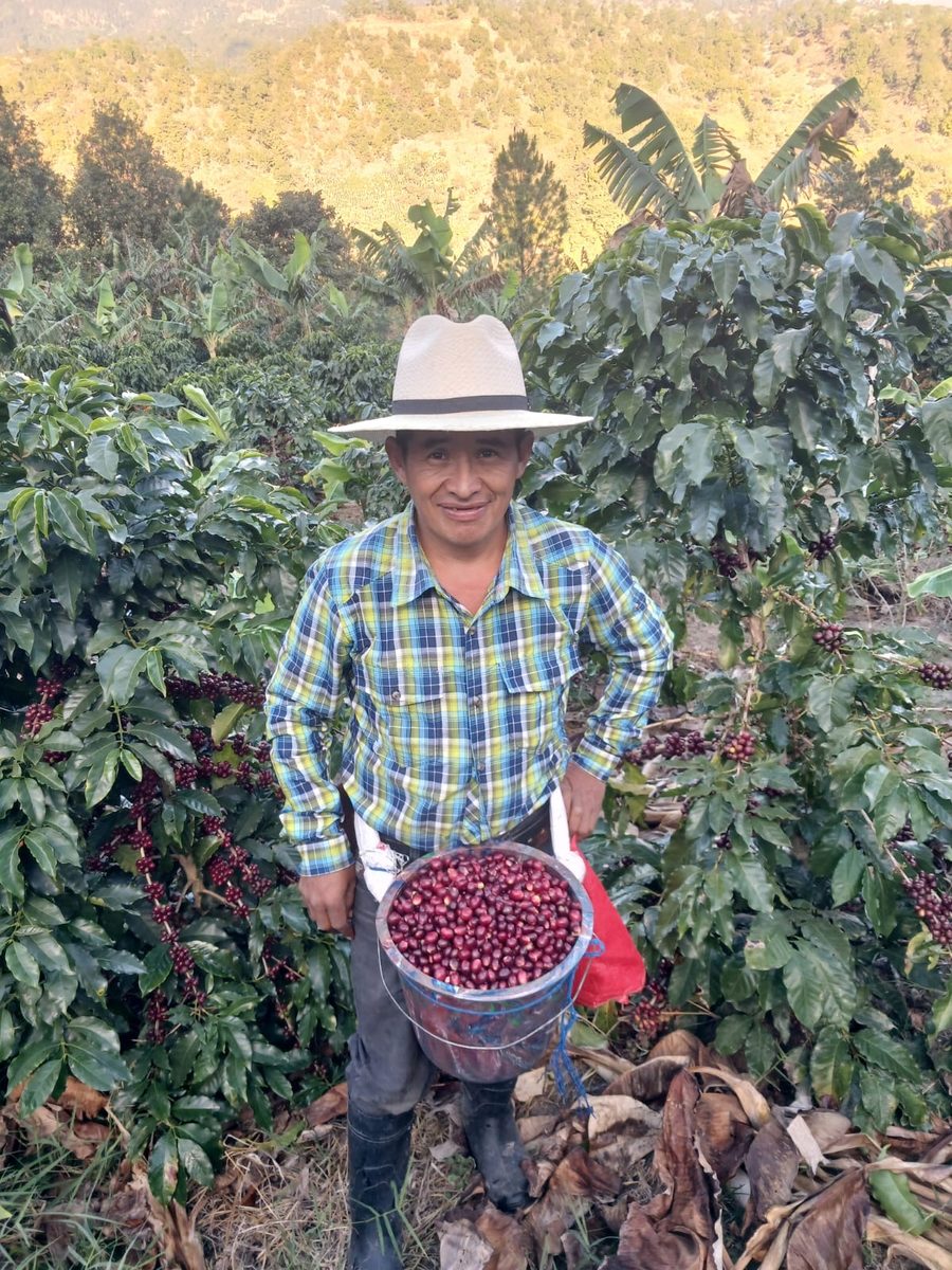 Farmer with harvest bucket at Café Belén Gualcho, Honduras