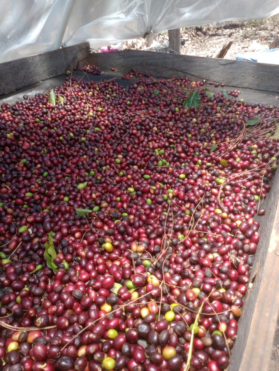 Parainema Natural -- whole cherries on elevated drying beds, Belén Gualcho