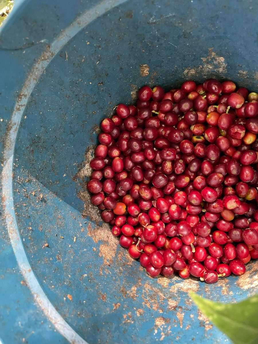 Parainema Washed -- freshly harvested cherries, Belén Gualcho